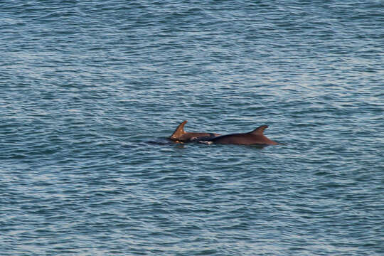 Plancia ëd Tursiops truncatus ponticus Barabash-Nikiforov 1940