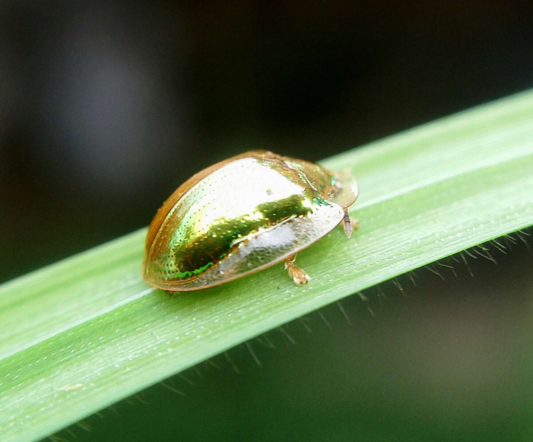 Image of Charidotella (Charidotella) succinea (Boheman 1855)