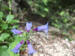 Image of Siskiyou beardtongue