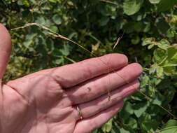 Image of Canadian ricegrass