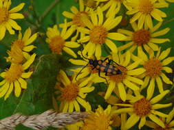 Image of Leptura quadrifasciata Linné 1758