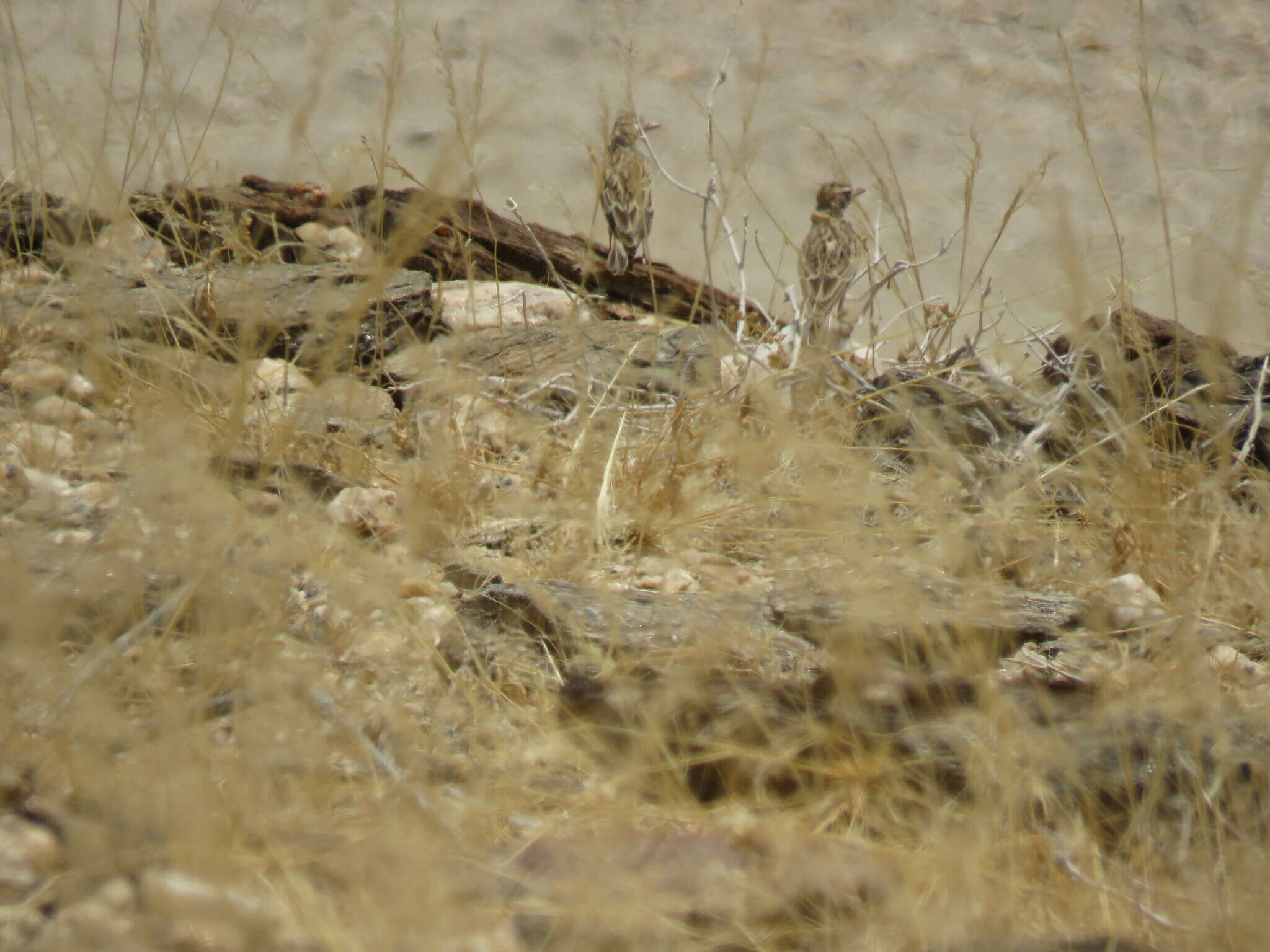 Image of Stark's Lark