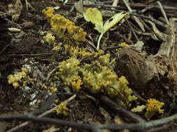 Image of Phaeoclavulina echinovirens (Corner, K. S. Thind & Dev) Giachini 2011