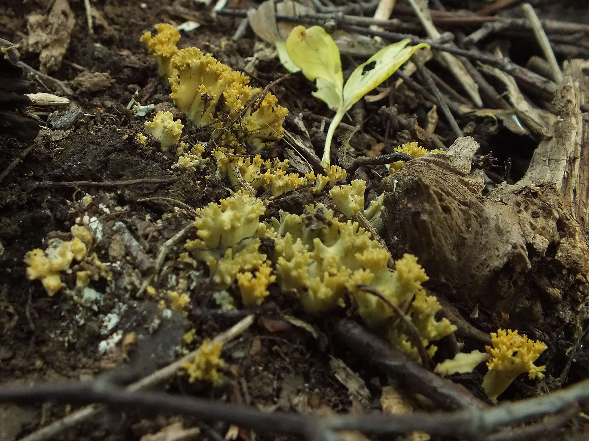 Phaeoclavulina echinovirens (Corner, K. S. Thind & Dev) Giachini 2011 resmi