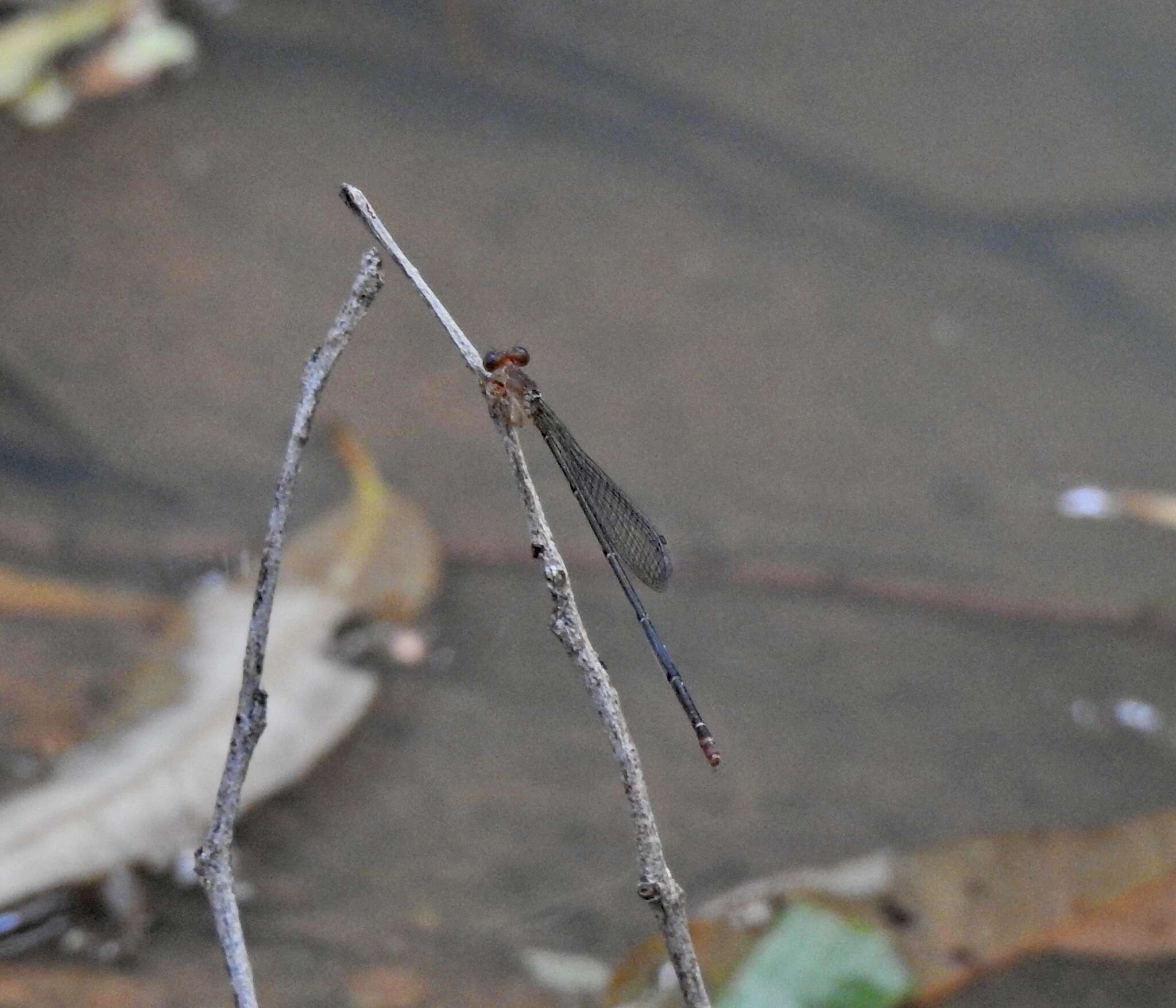 Image of Teinobasis rufithorax (Selys 1877)