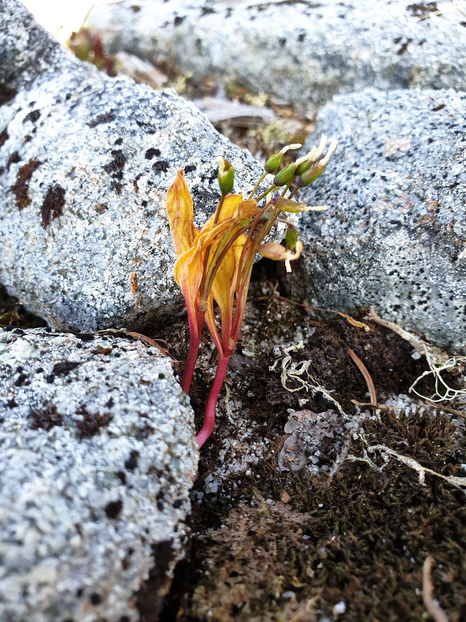 Image of Pacific springbeauty