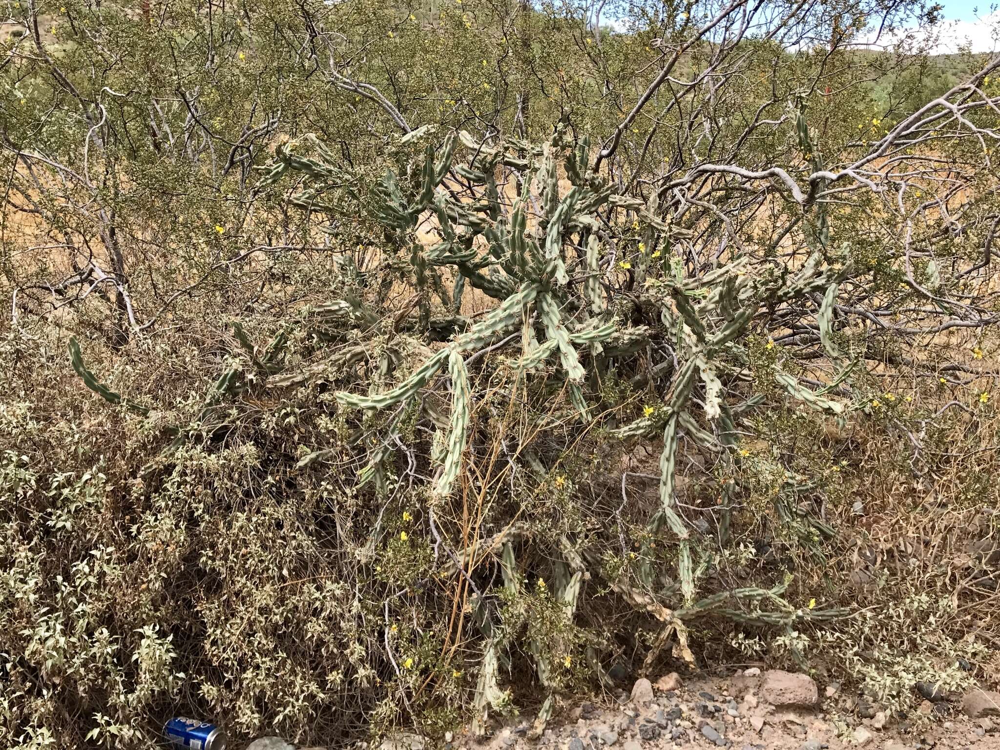 Image of Thornber's buckhorn cholla