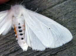 Imagem de Spilosoma virginica Fabricius 1798