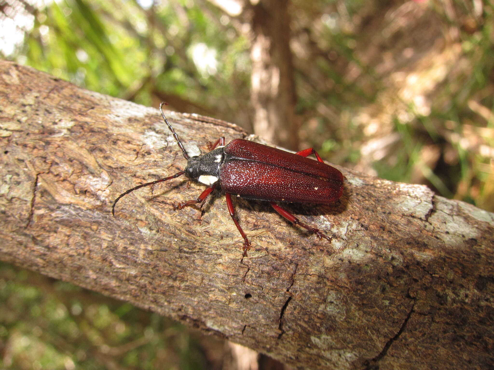 Image of Elateropsis trimarginatus (Cazier & Lacey 1952)