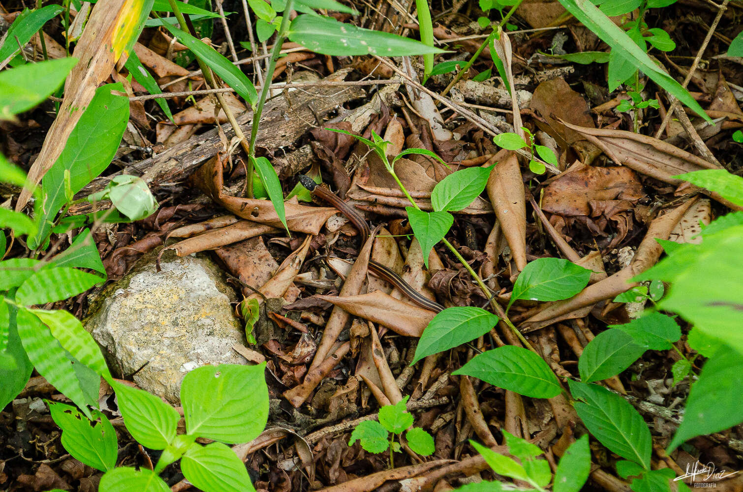 Image of Stripeless Snake