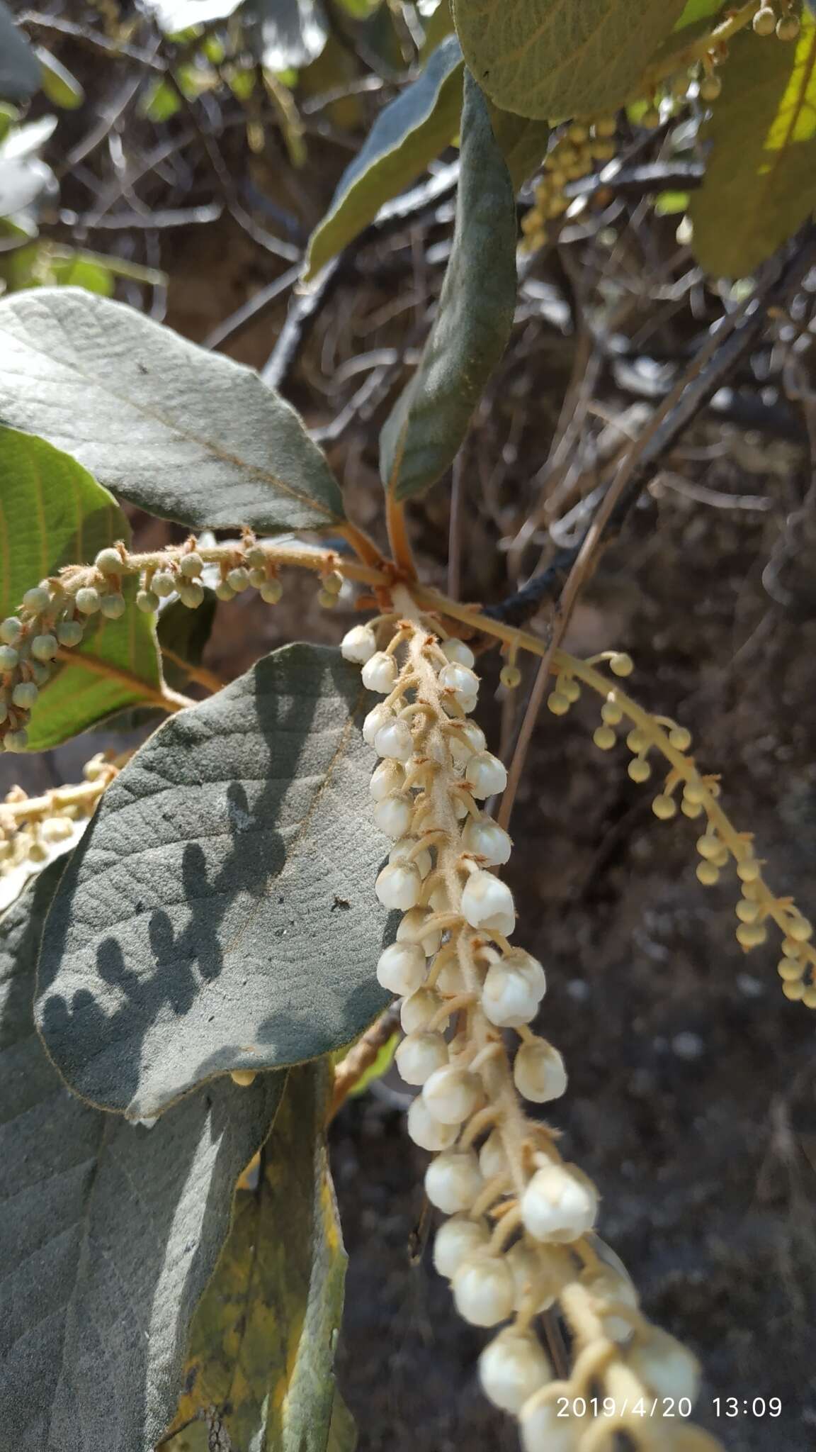 Image of Clethra rosei Britton