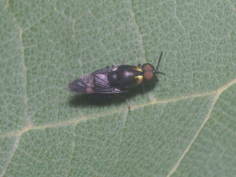 Image of Ptilocera quadridentata (Fabricius 1805)