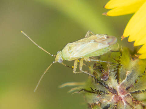 Plagiognathus chrysanthemi (Wolff 1804)的圖片