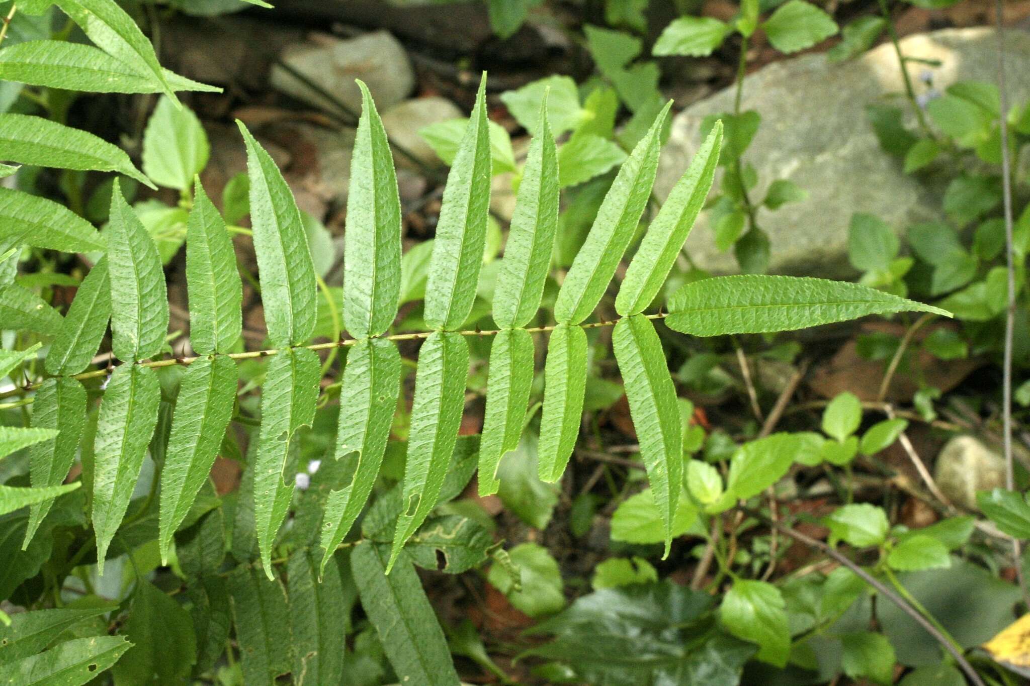 Слика од Zanthoxylum ailanthoides Siebold & Zucc.