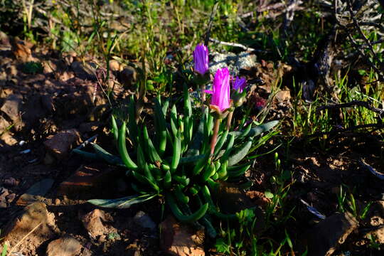 Cephalophyllum subulatoides (Haw.) N. E. Br. resmi