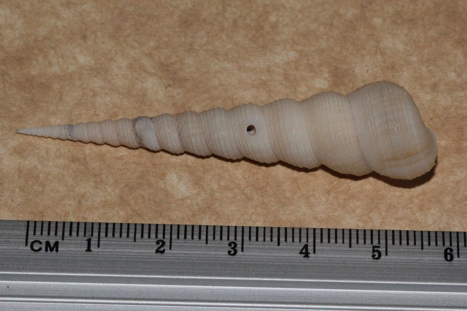 Image of auger screw shell