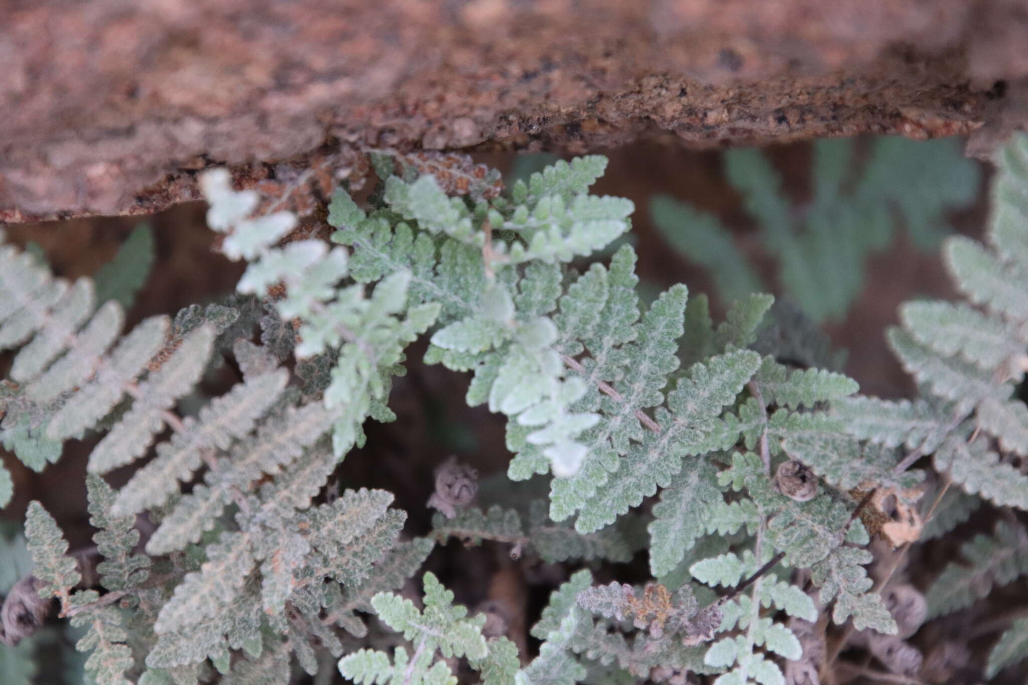 Image of Newberry's lipfern