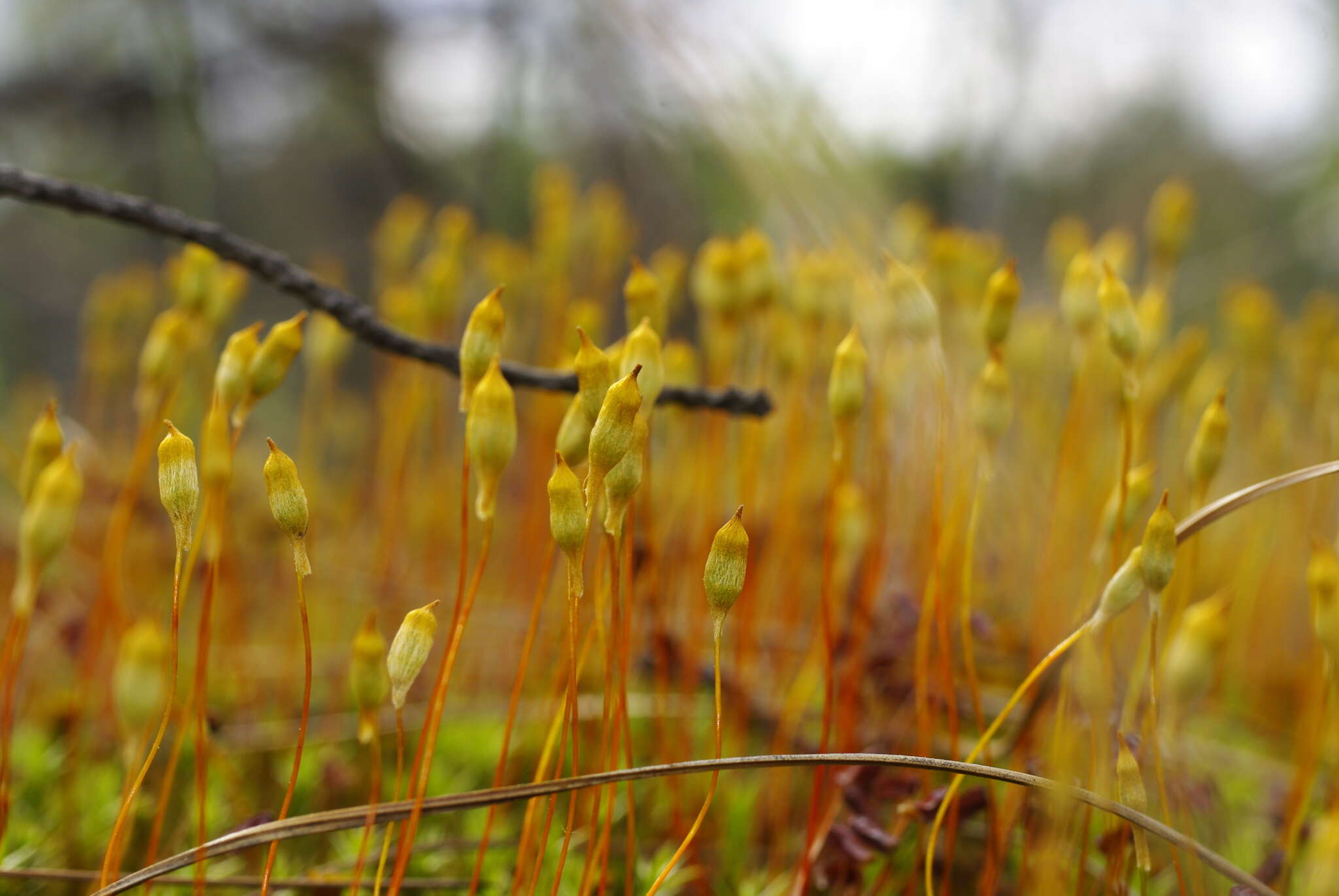 Imagem de Polytrichum strictum Menzies ex Bridel 1801