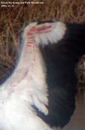 Image of Japanese White Stork