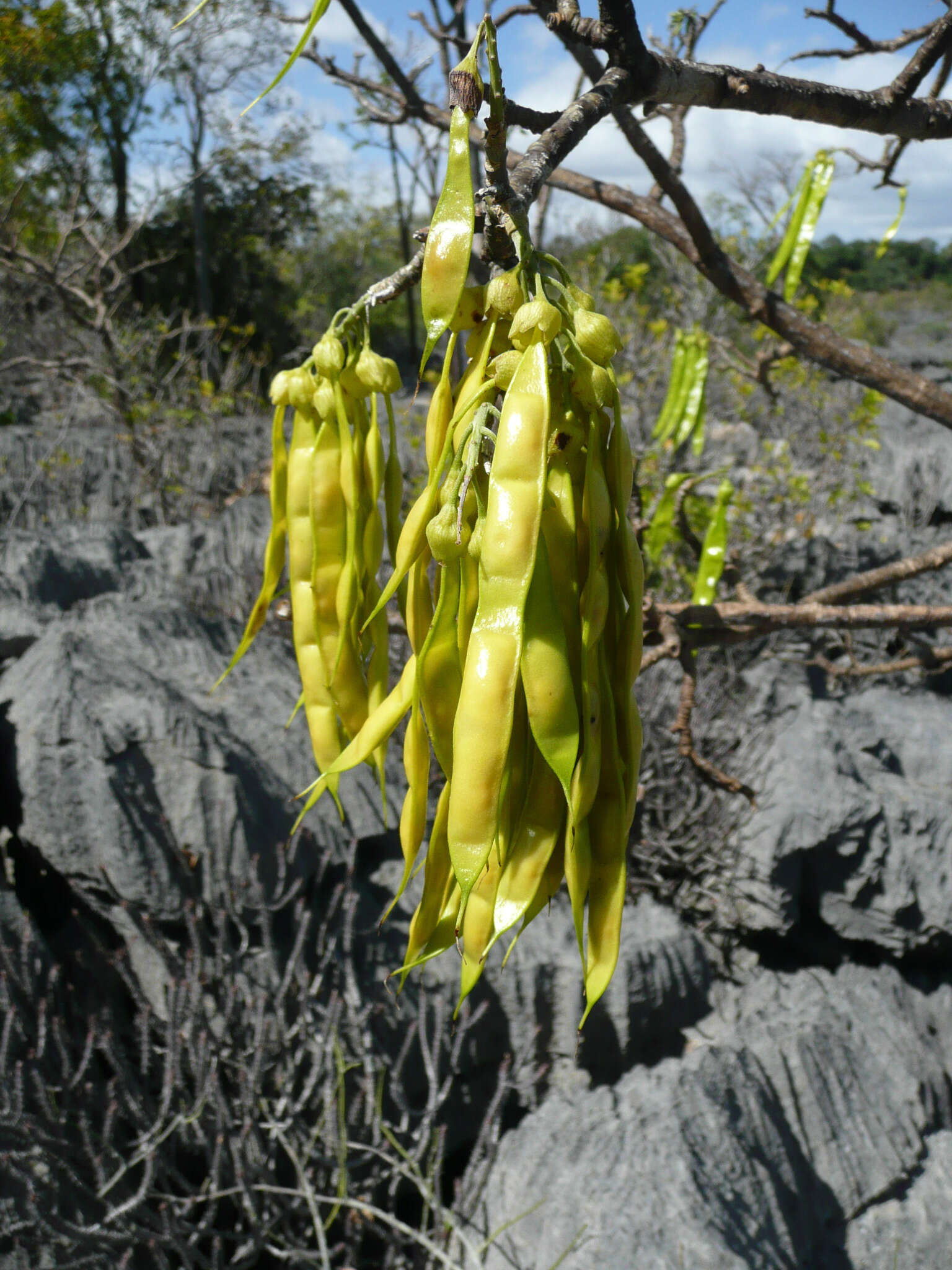 Image of Neoharmsia baronii (Drake) M. Peltier