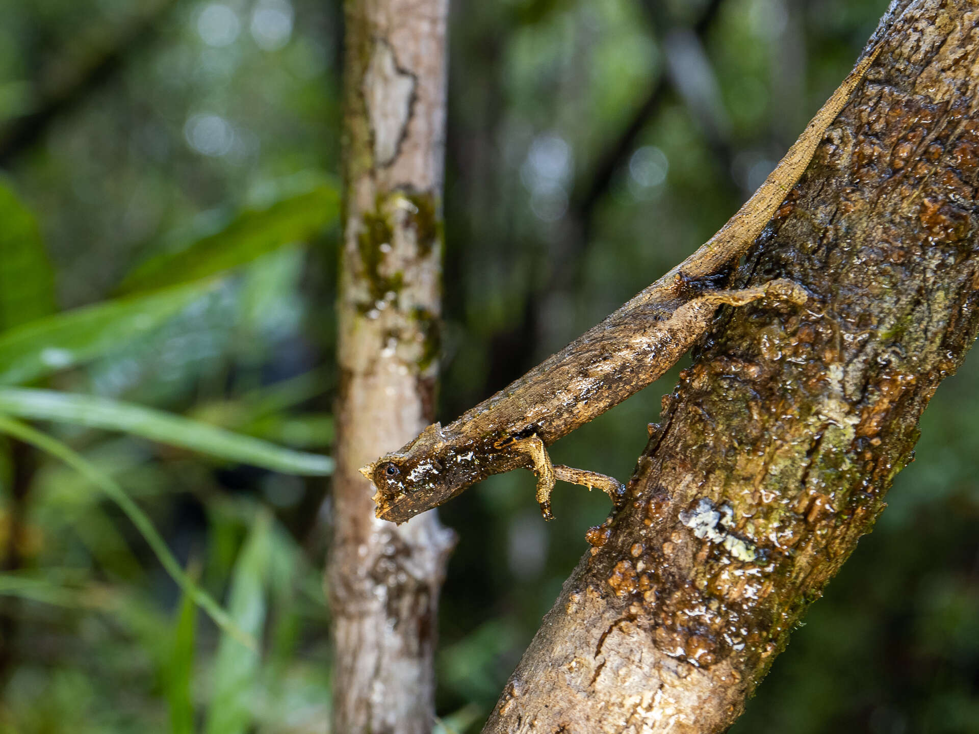 Image of Domergue's Leaf Chameleon