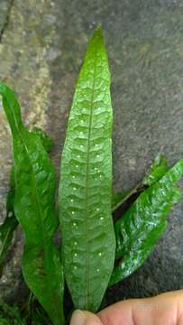 Image of Leptochilus pteropus (Bl.) Fraser-Jenk.