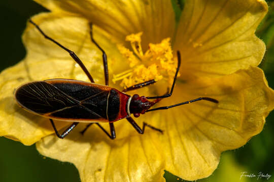 Imagem de Dysdercus (Dysdercus) mimulus Hussey 1929