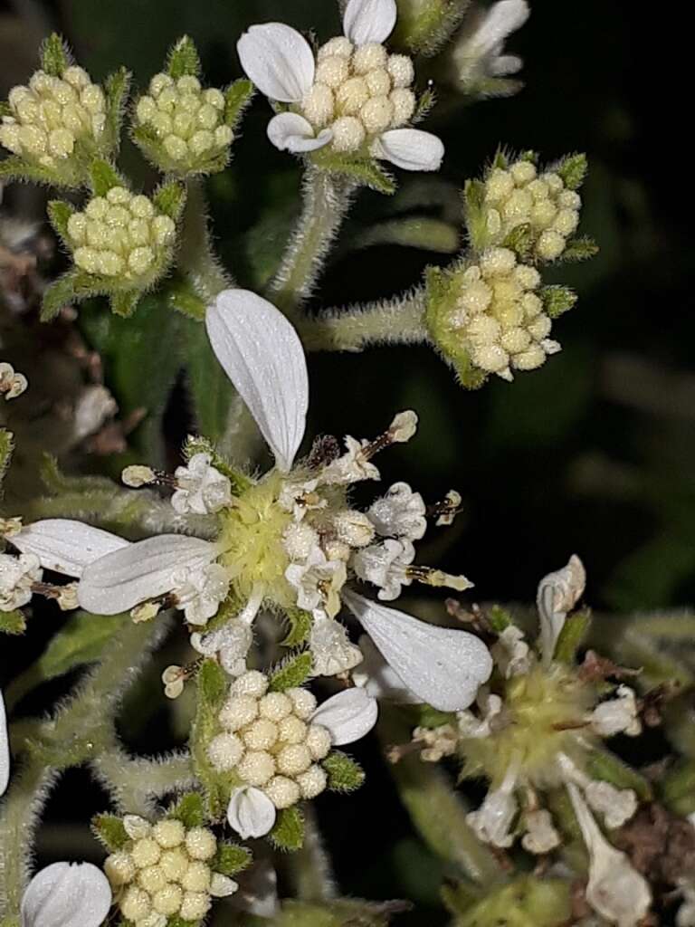 Image of Montanoa tomentosa Cerv.