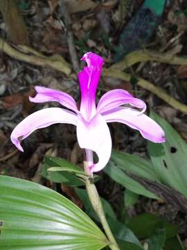 صورة Sobralia decora Bateman