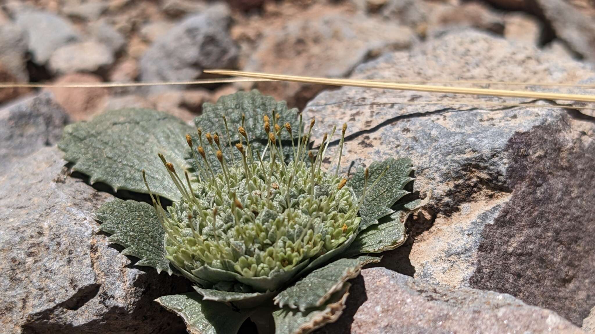 Image de Calycera monocephala (Phil.) S. Denham & Pozner