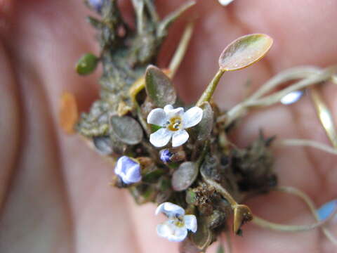 Image de Limosella grandiflora Benth.