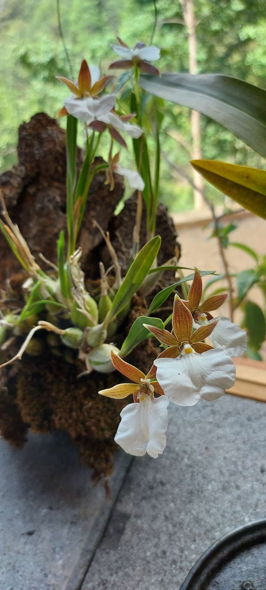 Image of Prosthechea ghiesbreghtiana (A. Rich. & Galeotti) W. E. Higgins