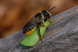 Image of Frigid Leaf-cutter Bee