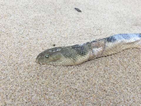 Image of Olive-headed or greater seasnake