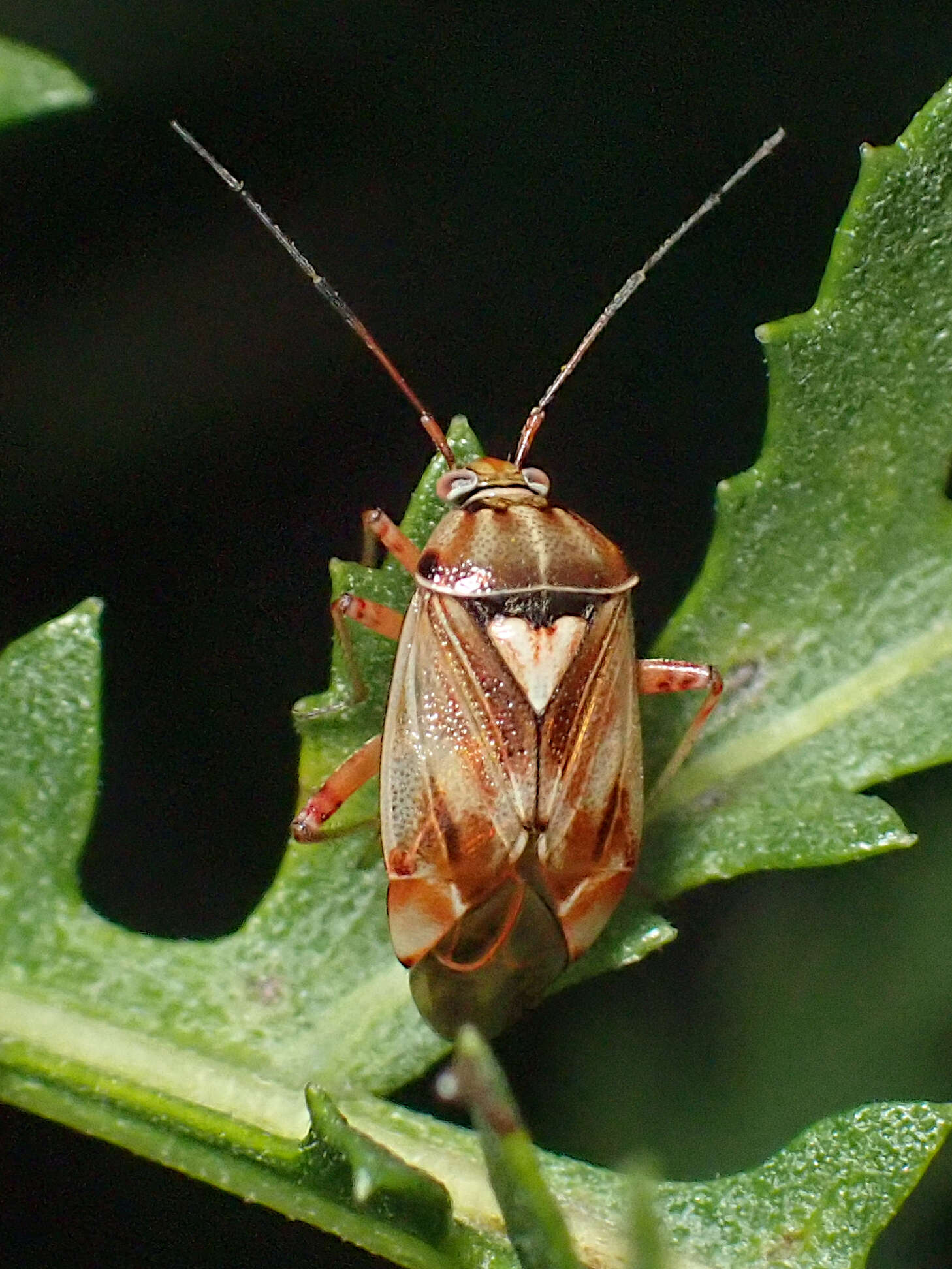 Image of Lygus punctatus (Zetterstedt 1838)