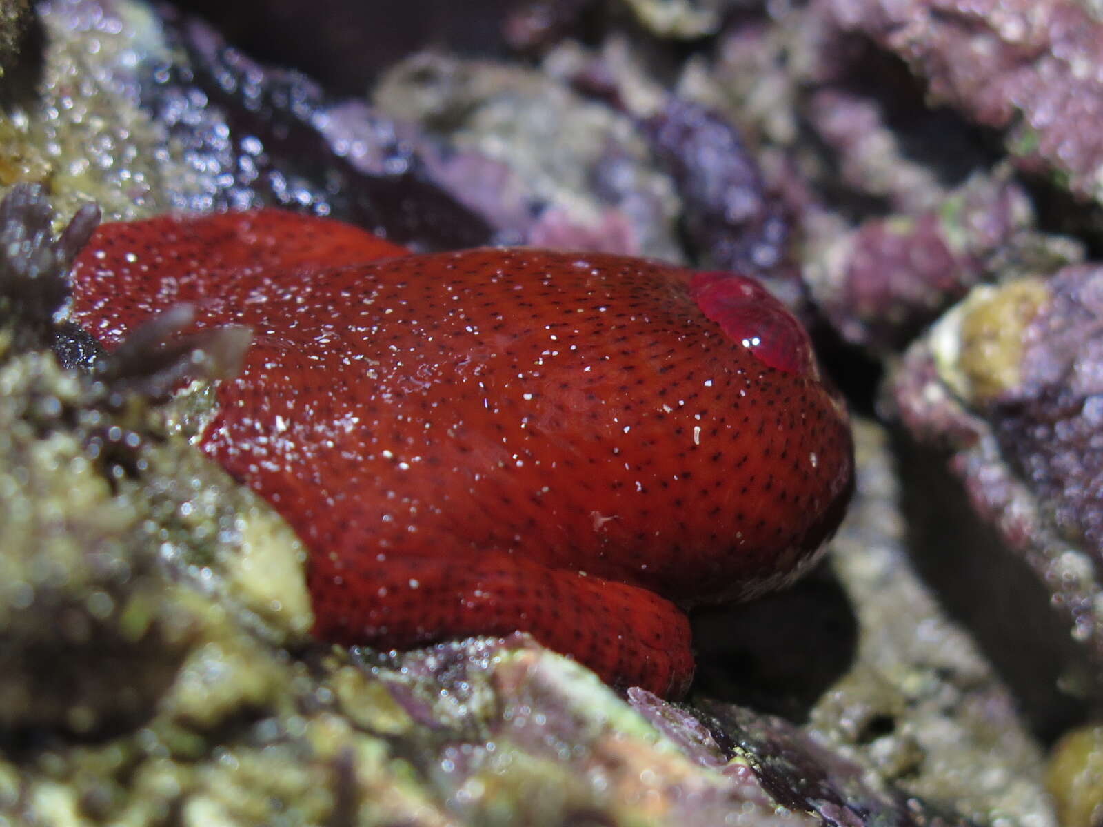 Image of Knobbly anemone