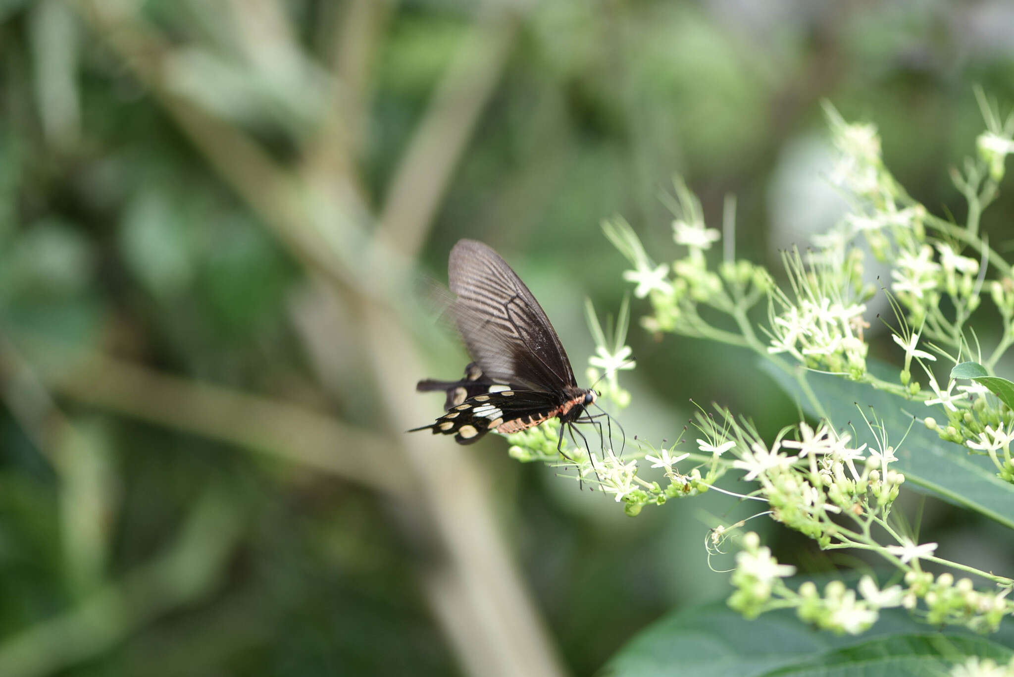 Image of Common Rose Butterfly