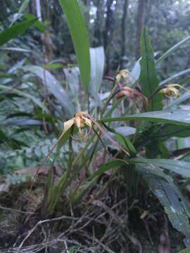 Image of Maxillaria lepidota Lindl.