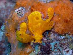 Image of Flagpole Frogfish