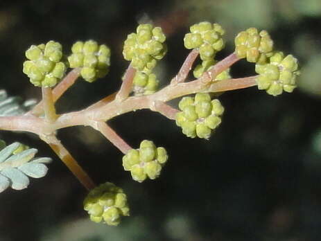 Image of cootamundra wattle