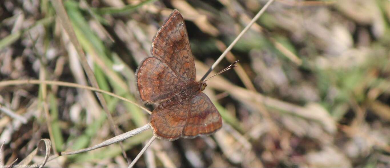 Image of Calephelis mexicana McAlpine 1971