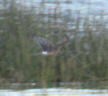 Image of Cinereous Harrier