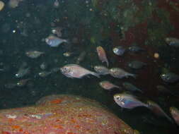 Image of Copper sweeper