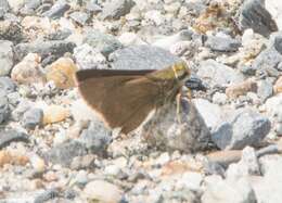 Image of Dun Sedge Skipper