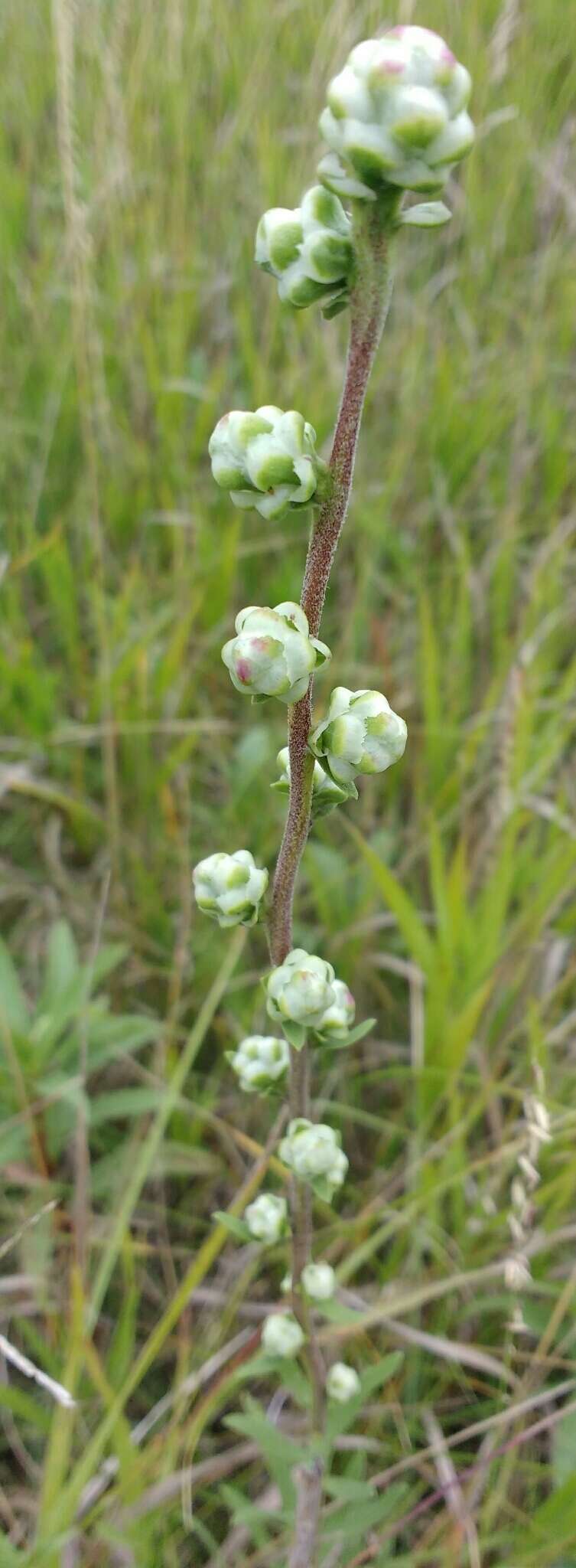 Image of tall blazing star