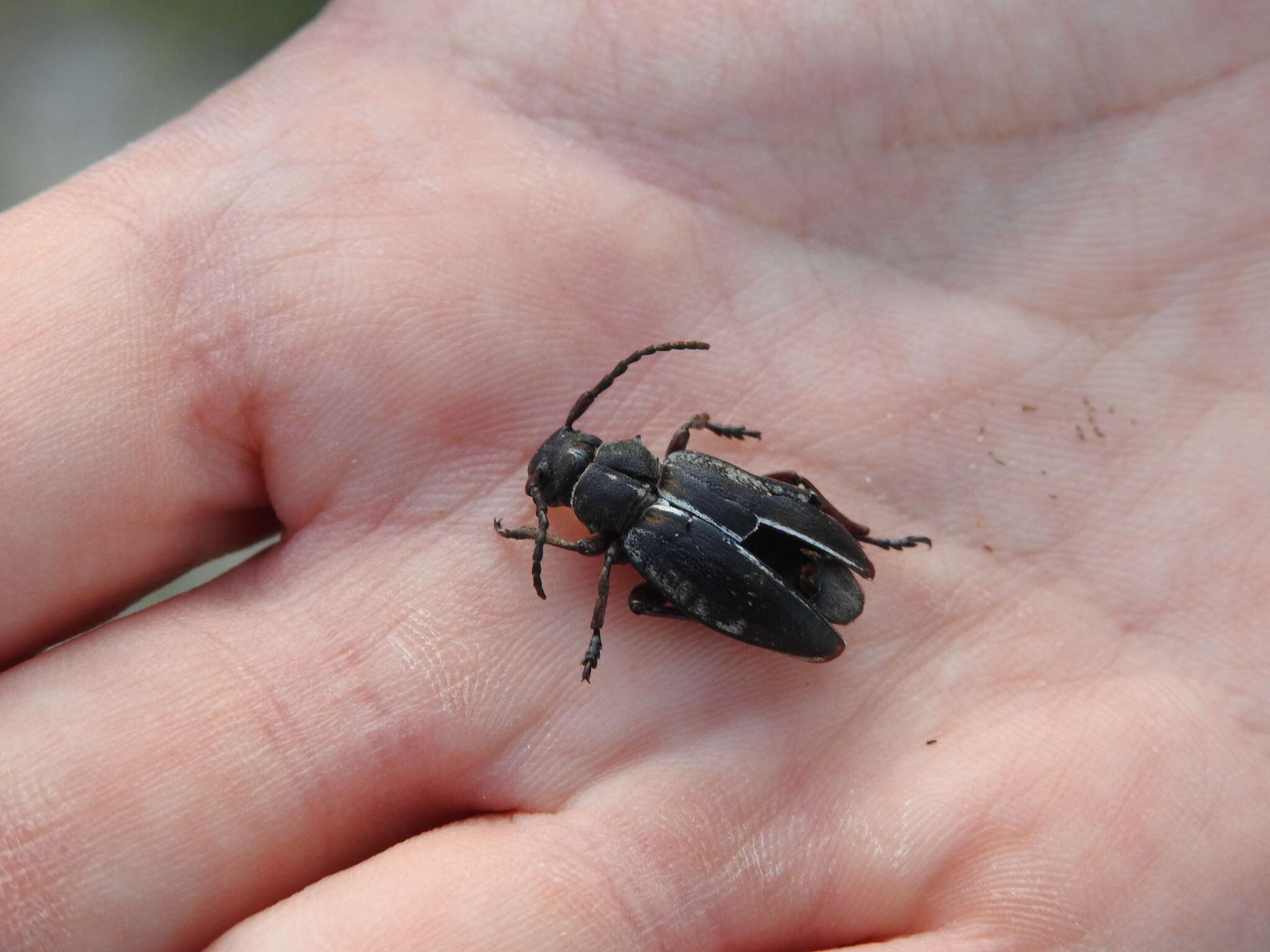 Image of Dorcadion (Cribridorcadion) etruscum (Rossi 1790)