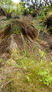 Слика од Polypogon magellanicus (Lam.) Finot