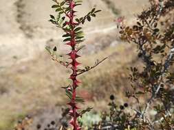 صورة Rosa spinosissima L.