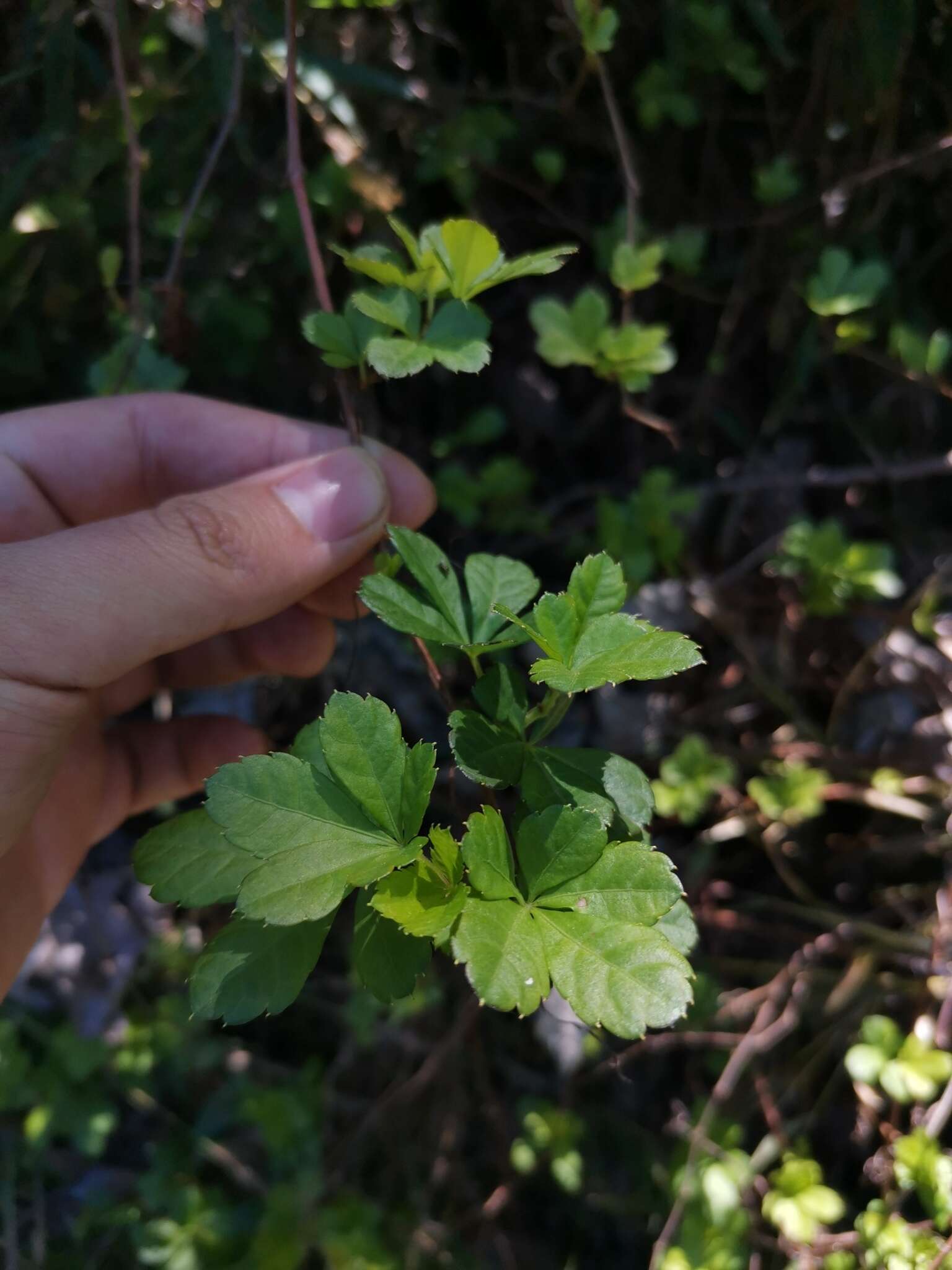 Image of Clematicissus striata subsp. striata