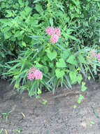 Image of swamp milkweed